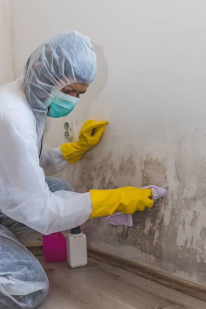 Best Mold Prevention Services  in Lincolnwood, IL