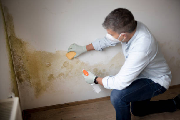 Best Industrial Mold Remediation  in Lincolnwood, IL