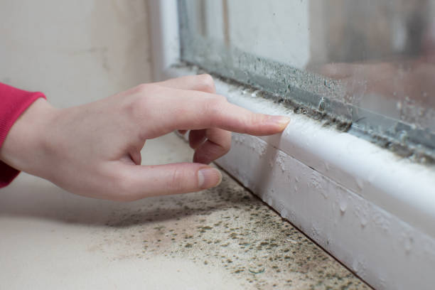 Mold Documentation for Insurance Claims in Lincolnwood, IL